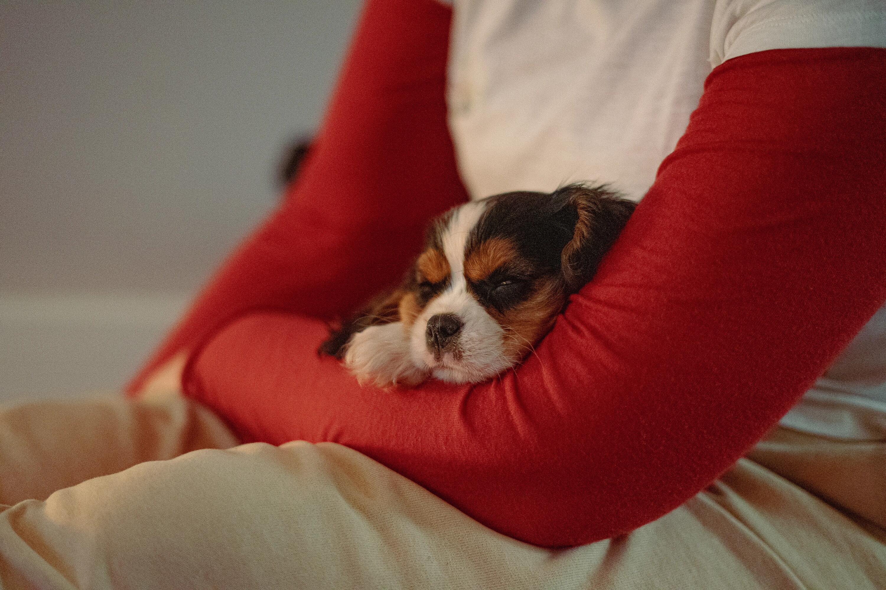 Puppy Yoga to nowy trend – poznaj jogę ze szczeniakami