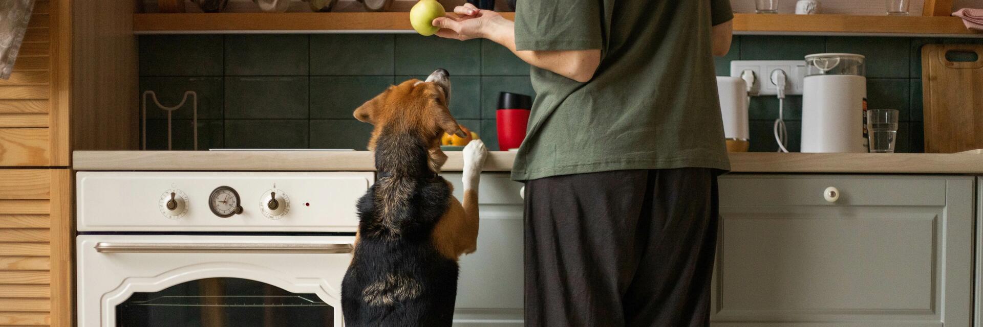 chien 
