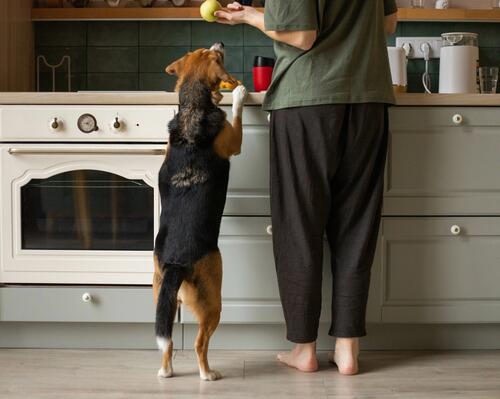 Adopter un chien : à quoi faut-il (vraiment) s'attendre ? 