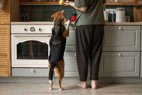 homme avec un chien