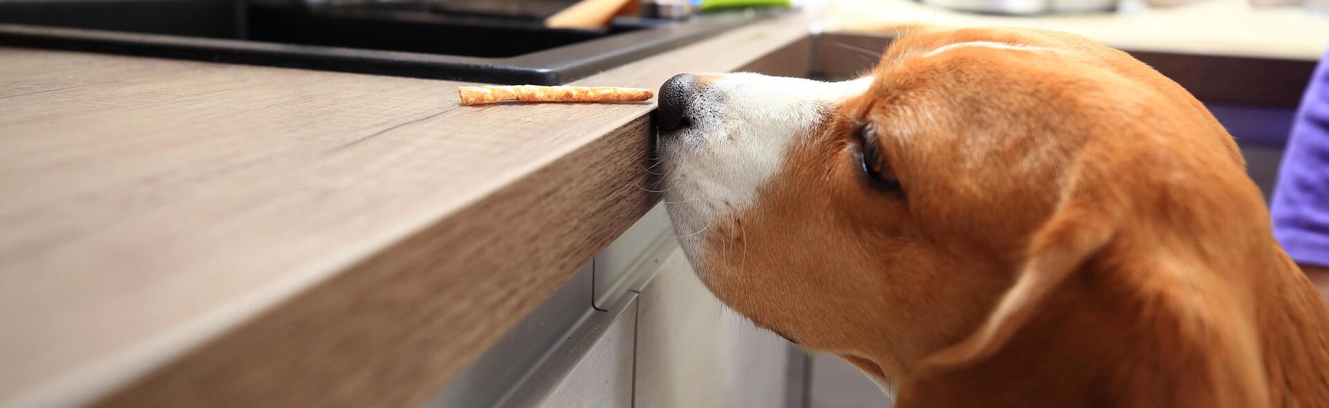 Mon chien fait une indigestion au chocolat, que faut-il faire ?