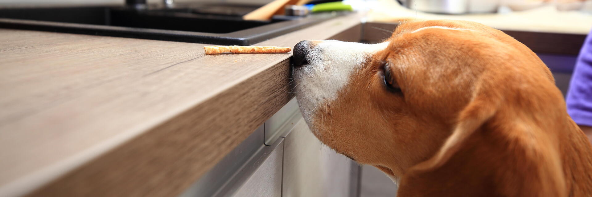 Mon chien a mangé du chocolat, que fautil faire