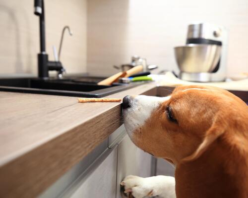Mon chien fait une indigestion au chocolat, que faut-il faire ?
