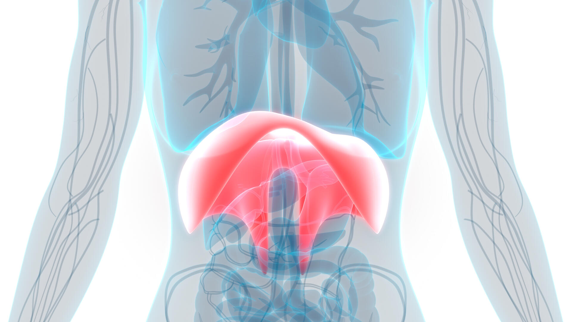 schéma anatomie du diaphragme