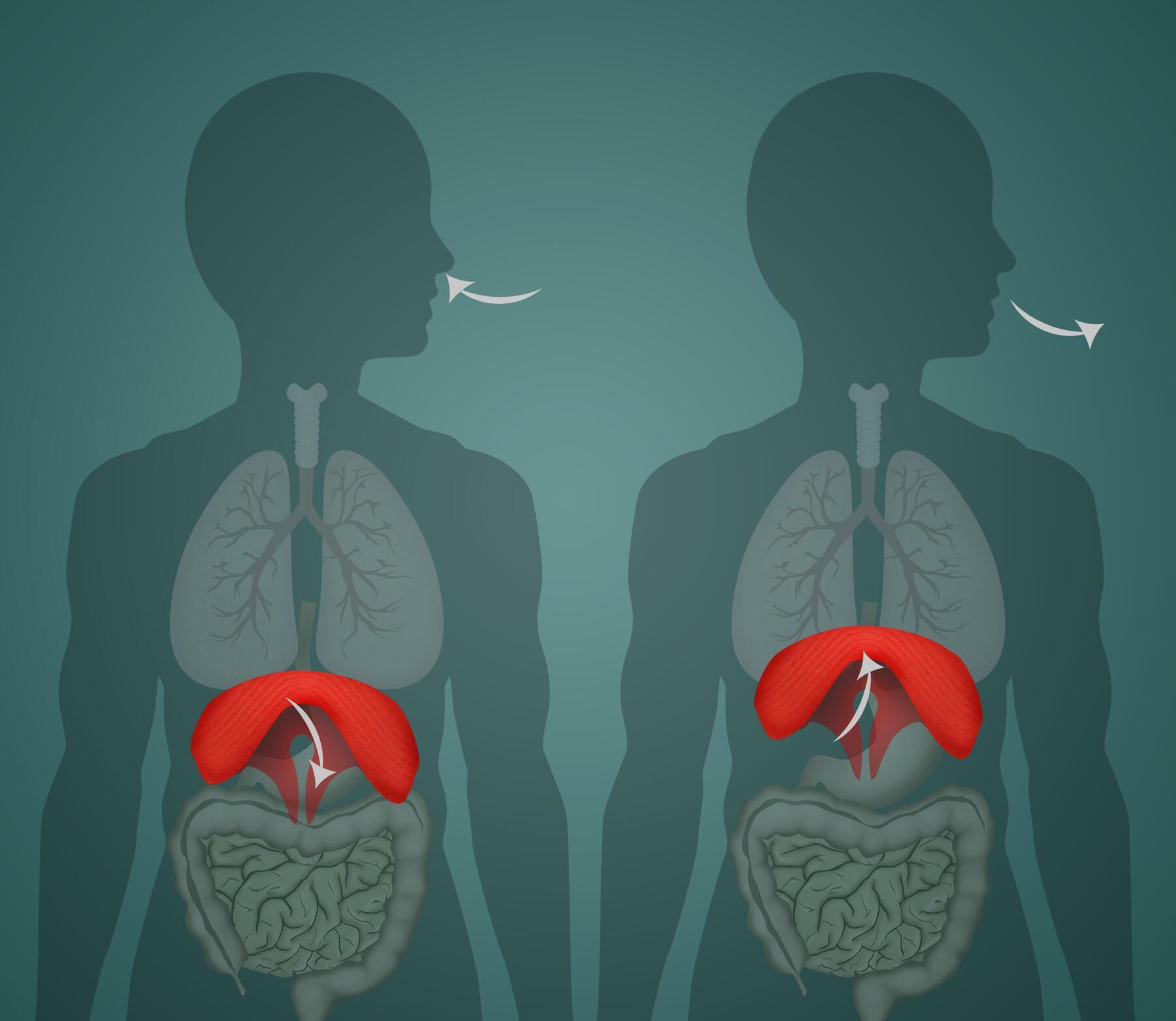 Que savez-vous du diaphragme, ce muscle essentiel à la vie ?