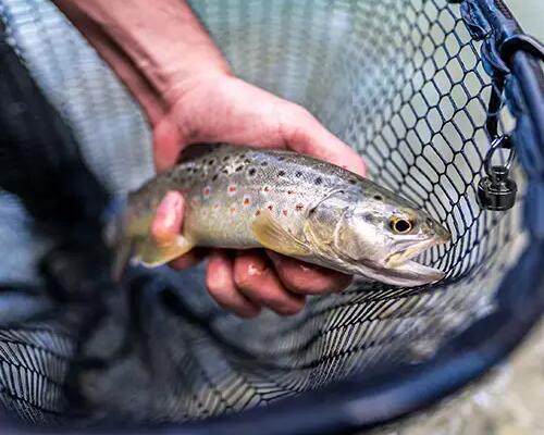 Man fishing for trout in greenery 