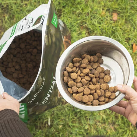 Un article qui explique comment bien affiner la ration de croquettes de son chien de chasse
