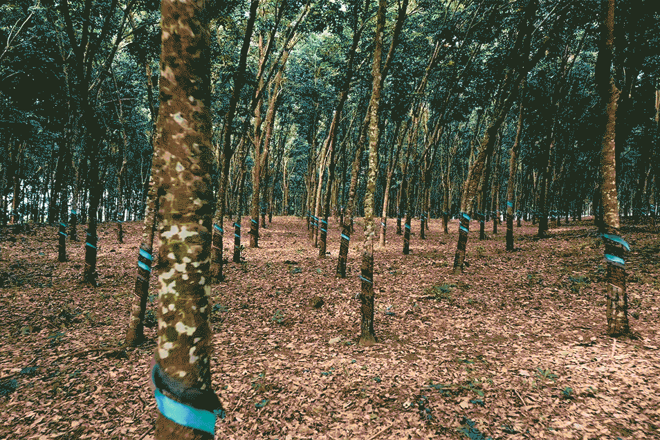 Wald