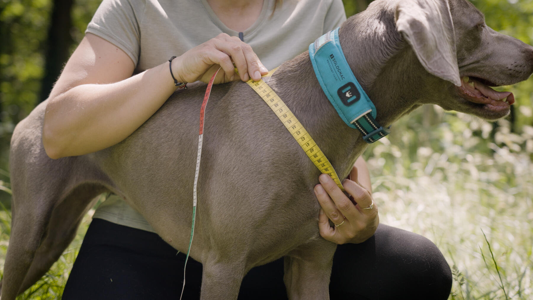 Comment choisir la taille d'un harnais pour chien ?