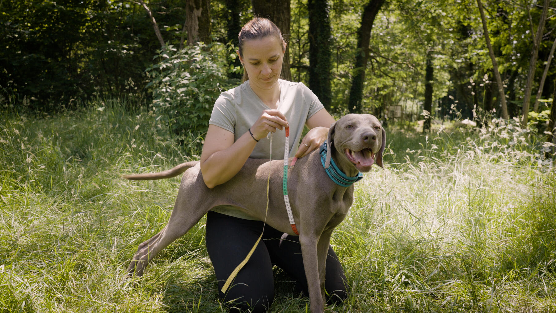 Comment choisir la taille d'un harnais pour chien ?