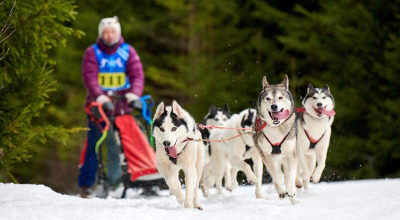Mushing, czyli co warto wiedzieć o jeździe psim zaprzęgiem?