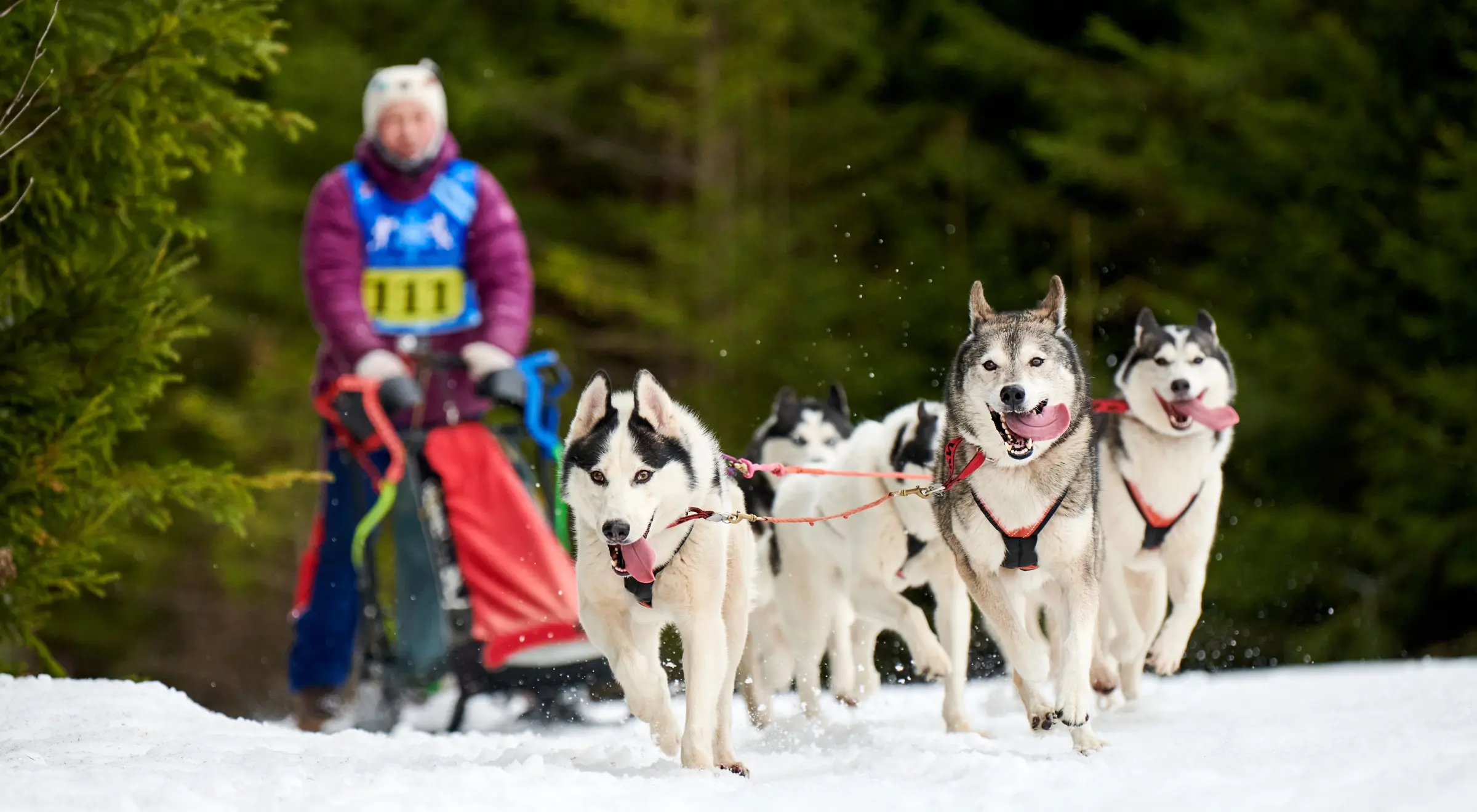 Mushing, czyli co warto wiedzieć o jeździe psim zaprzęgiem?