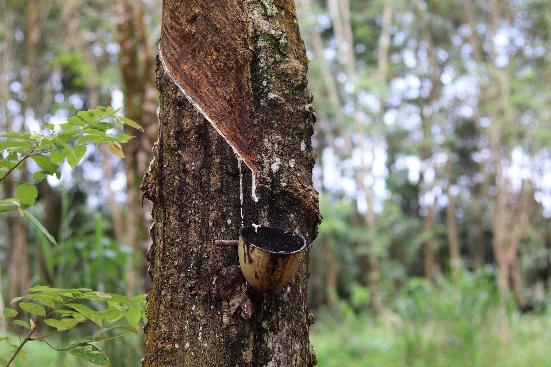 Rubber recycling