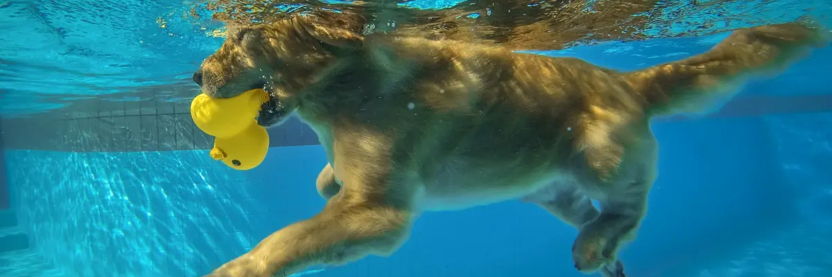 Dog diving czyli pies nurkujący po zabawkę