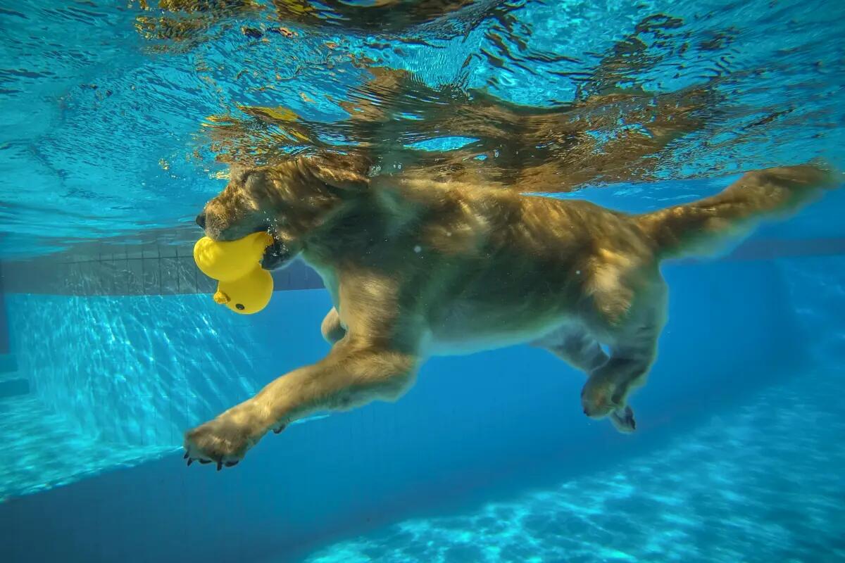 Dog diving czyli pies nurkujący po zabawkę