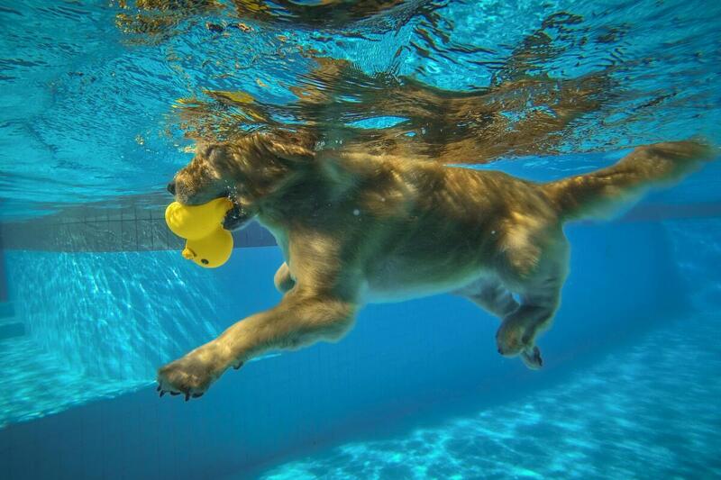 Latające psy, czyli dog diving – skoki psów do basenu