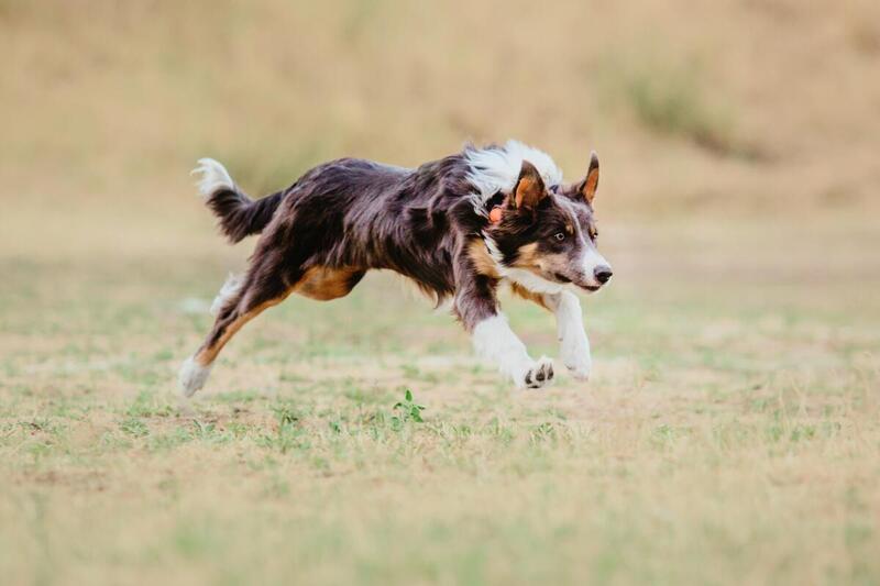 Coursing, czyli terenowe wyścigi psów. Na czym polega ten sport?