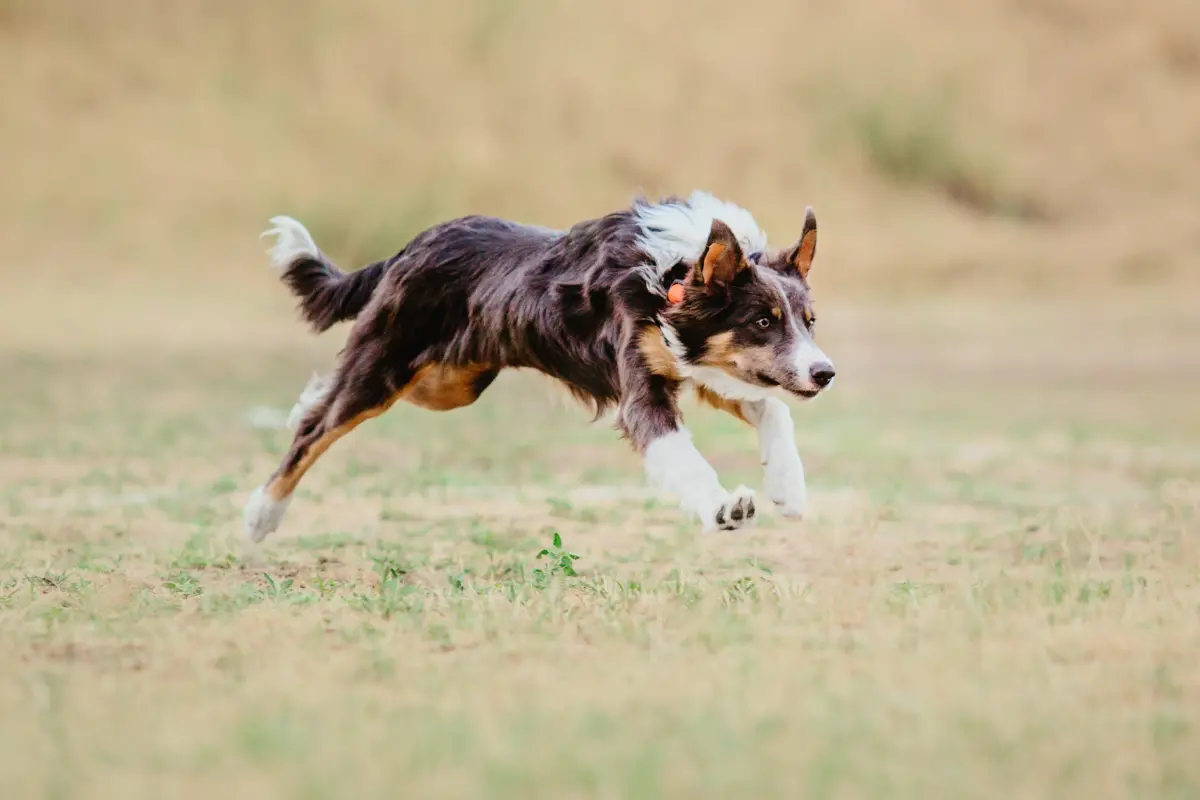 Coursing, czyli terenowe wyścigi psów. Na czym polega ten sport?