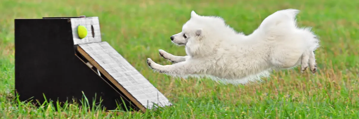 Pies biegnący po piłkę trenujący flyball