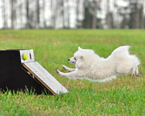 Pies biegnący po piłkę trenujący flyball