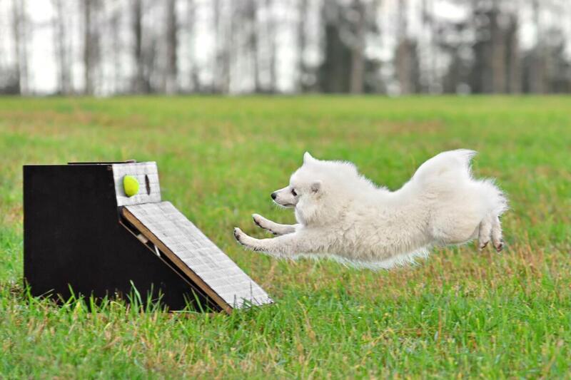 Flyball, czyli psi sport dla drużyn. Jakie są zasady?