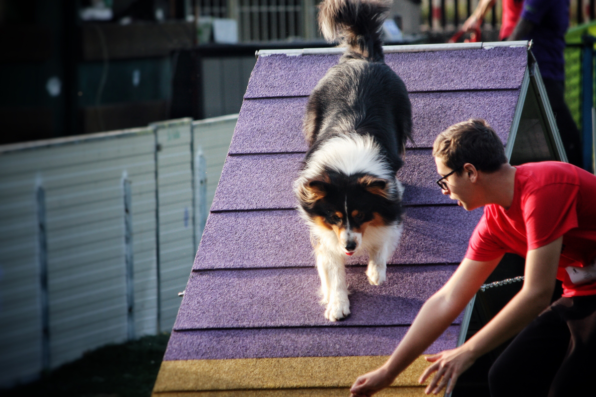 Pies zbiegający z kładki podczas treningu agility
