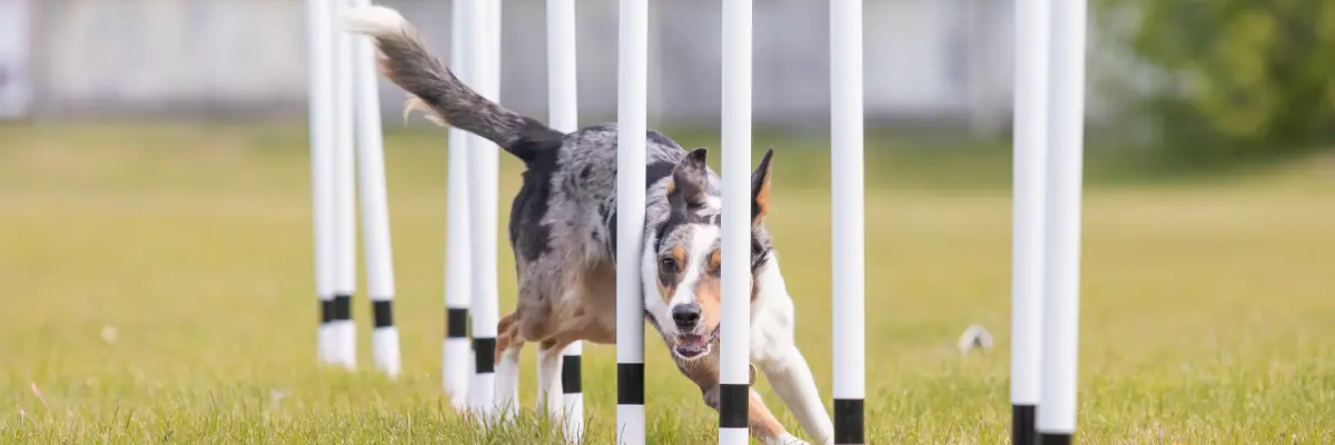 Pies biegający między pachołkami podczas treningu agility