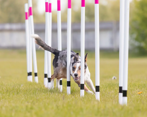 Pies biegający między pachołkami podczas treningu agility
