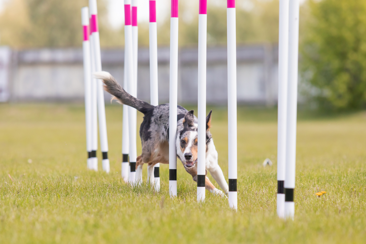 Pies biegający między pachołkami podczas treningu agility