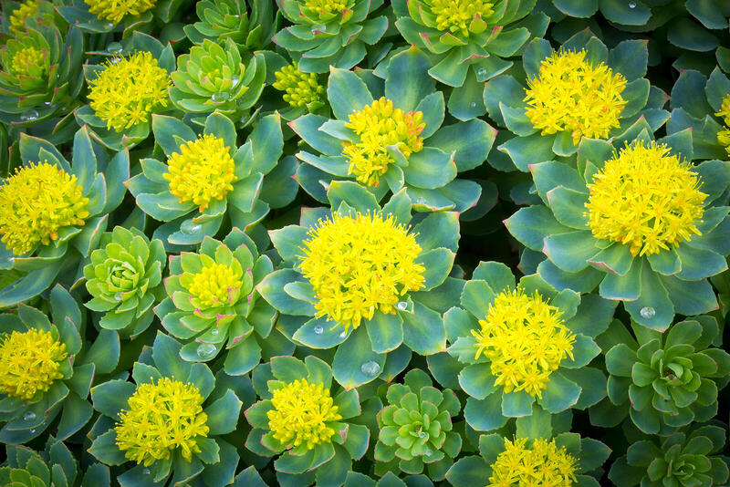 Różeniec górski – właściwości i działanie rhodiola rosea