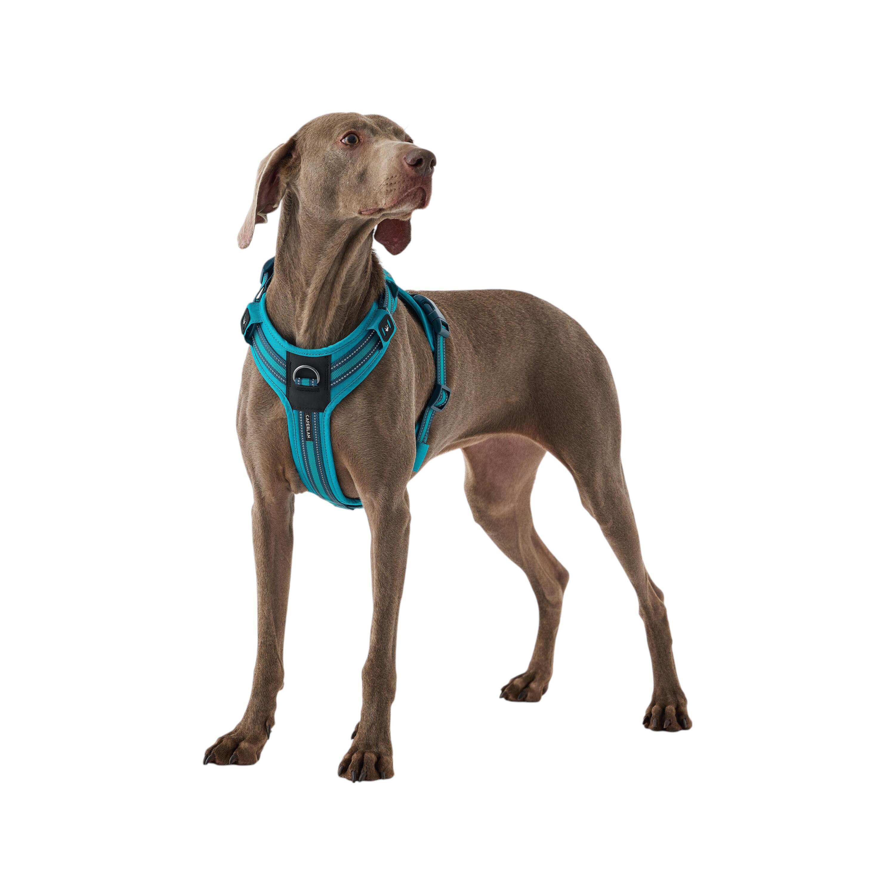 Pettorine per cani