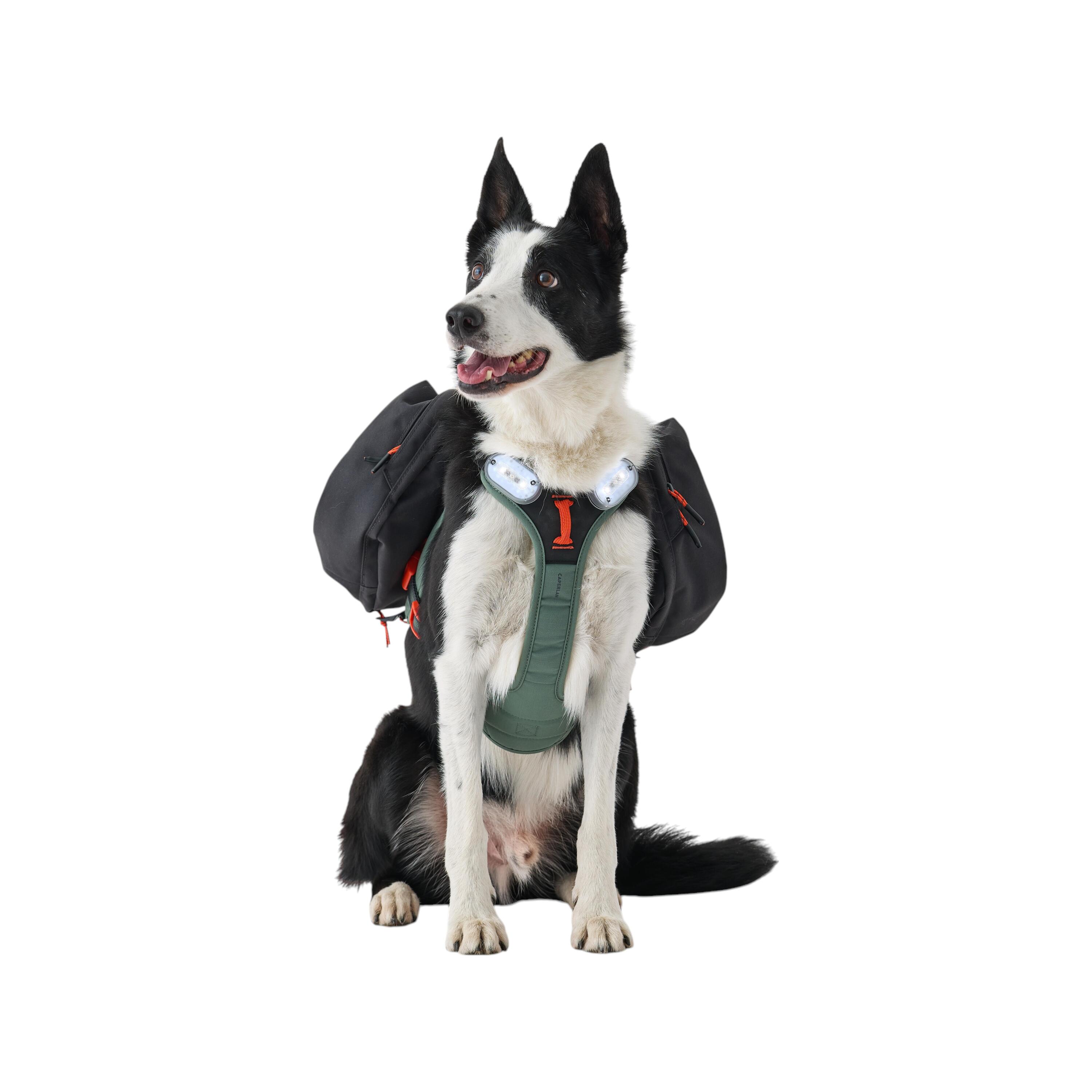 Zaini per cani