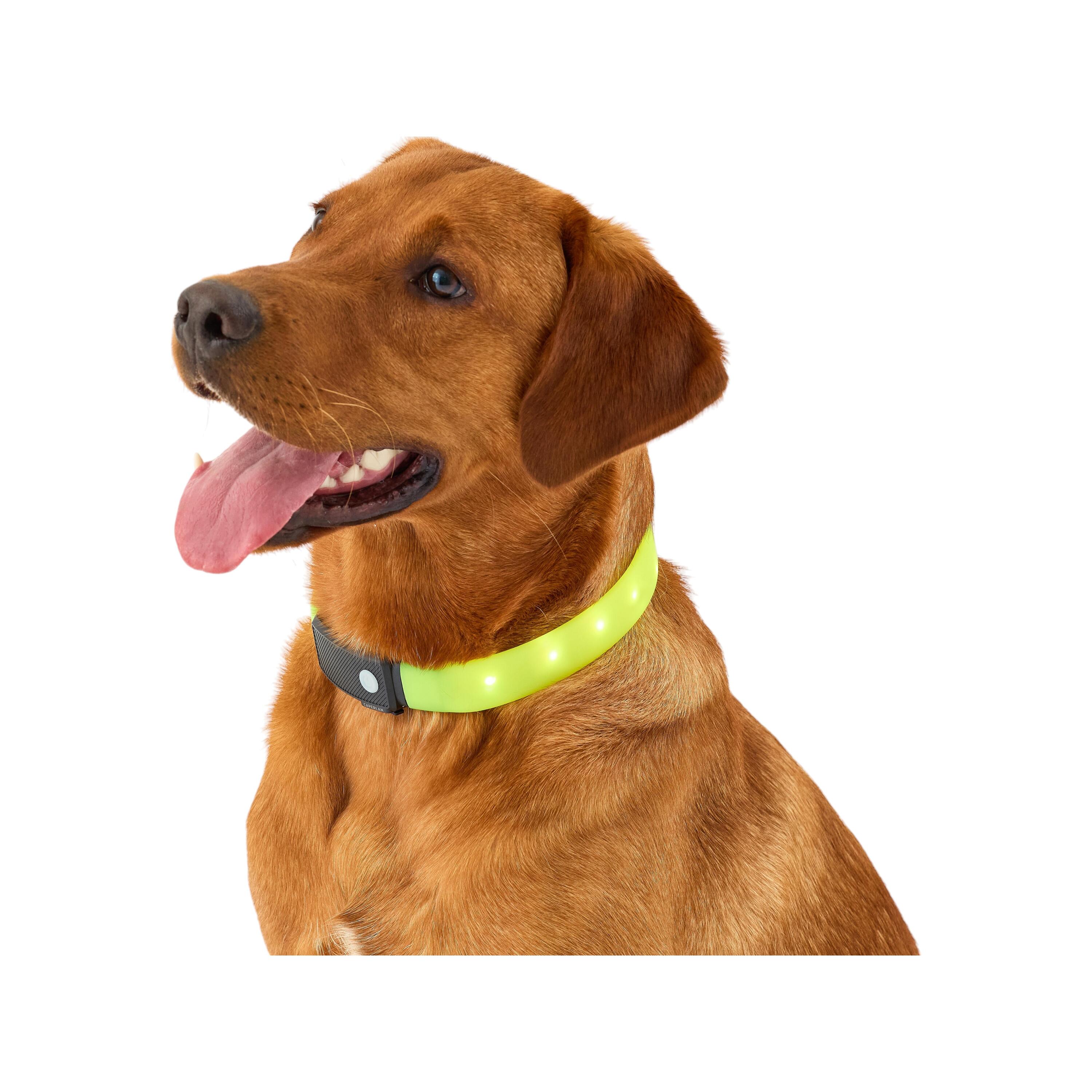 Collari luminosi per cani
