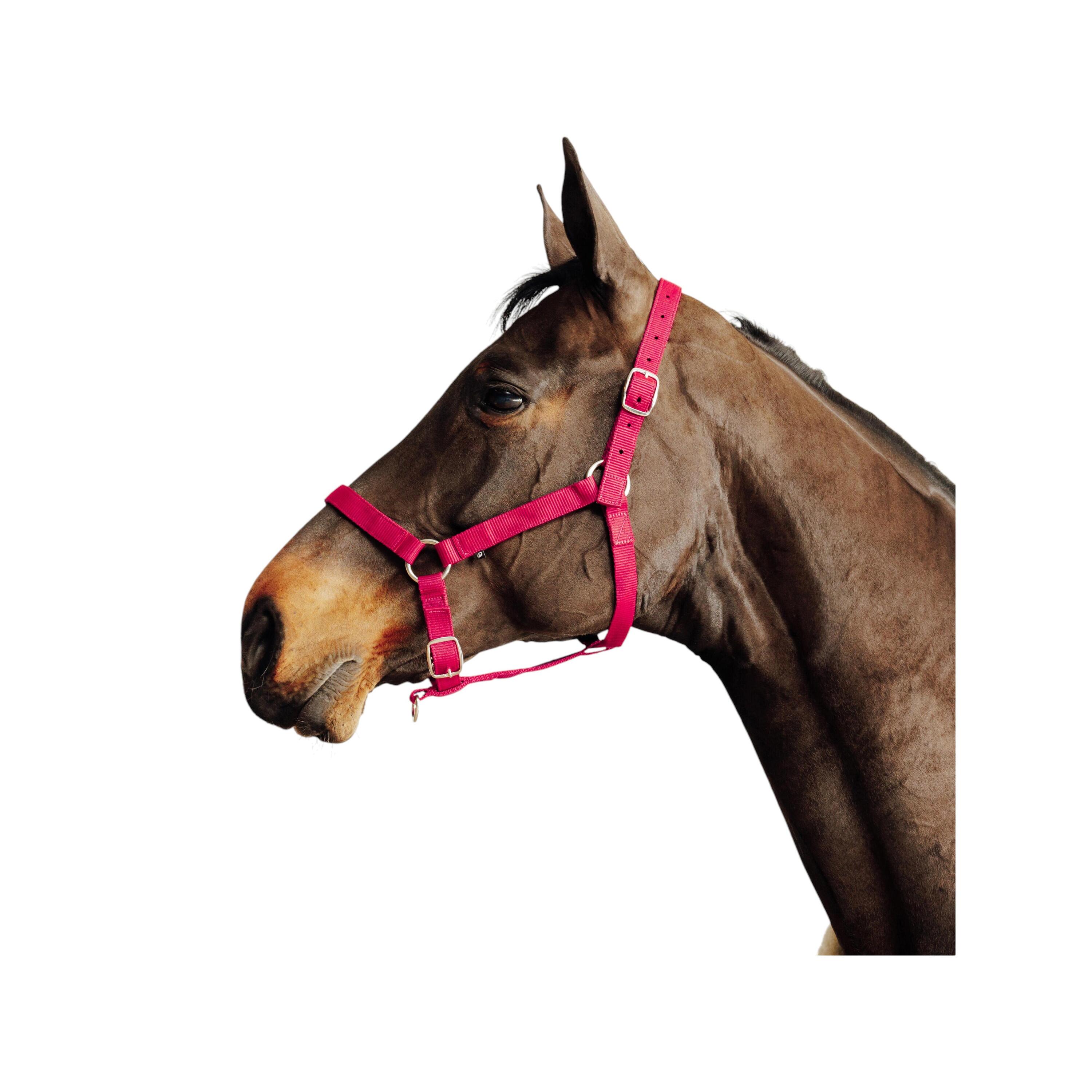 Capezze da pony