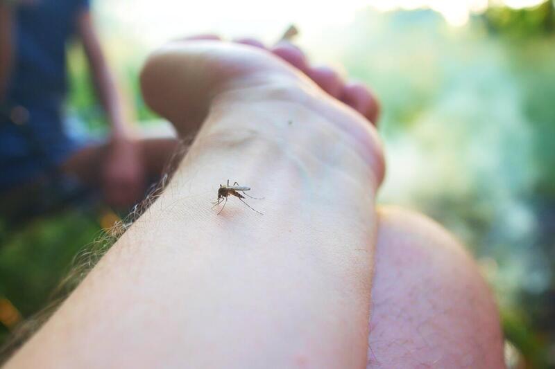 Komary nad morzem – jak się przed nimi chronić?