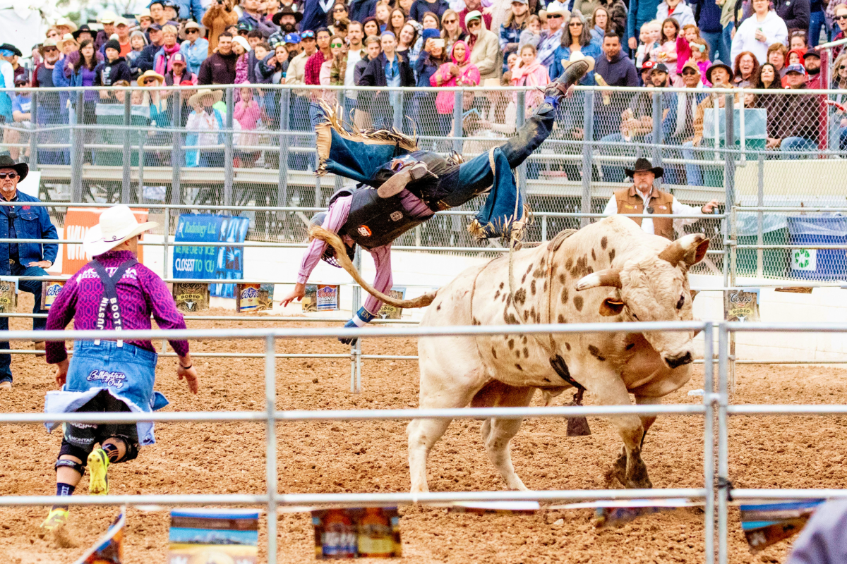 Mężczyzna spadający z byka podczas rodeo