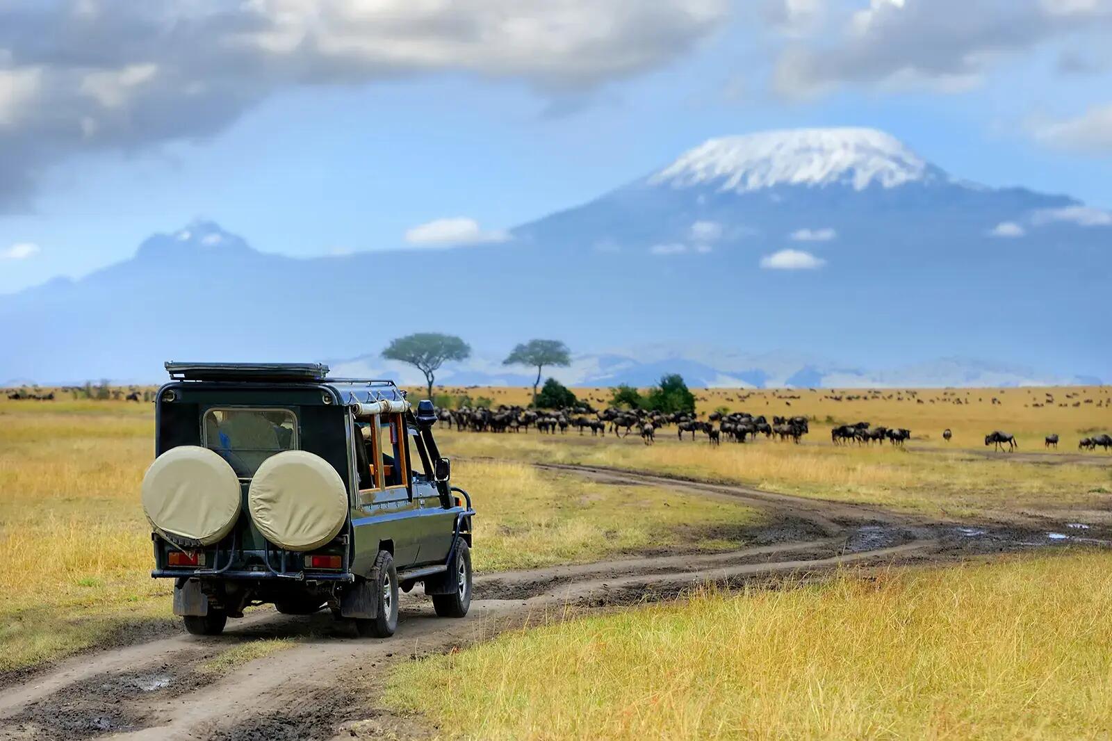 Jeep jadący po safarii