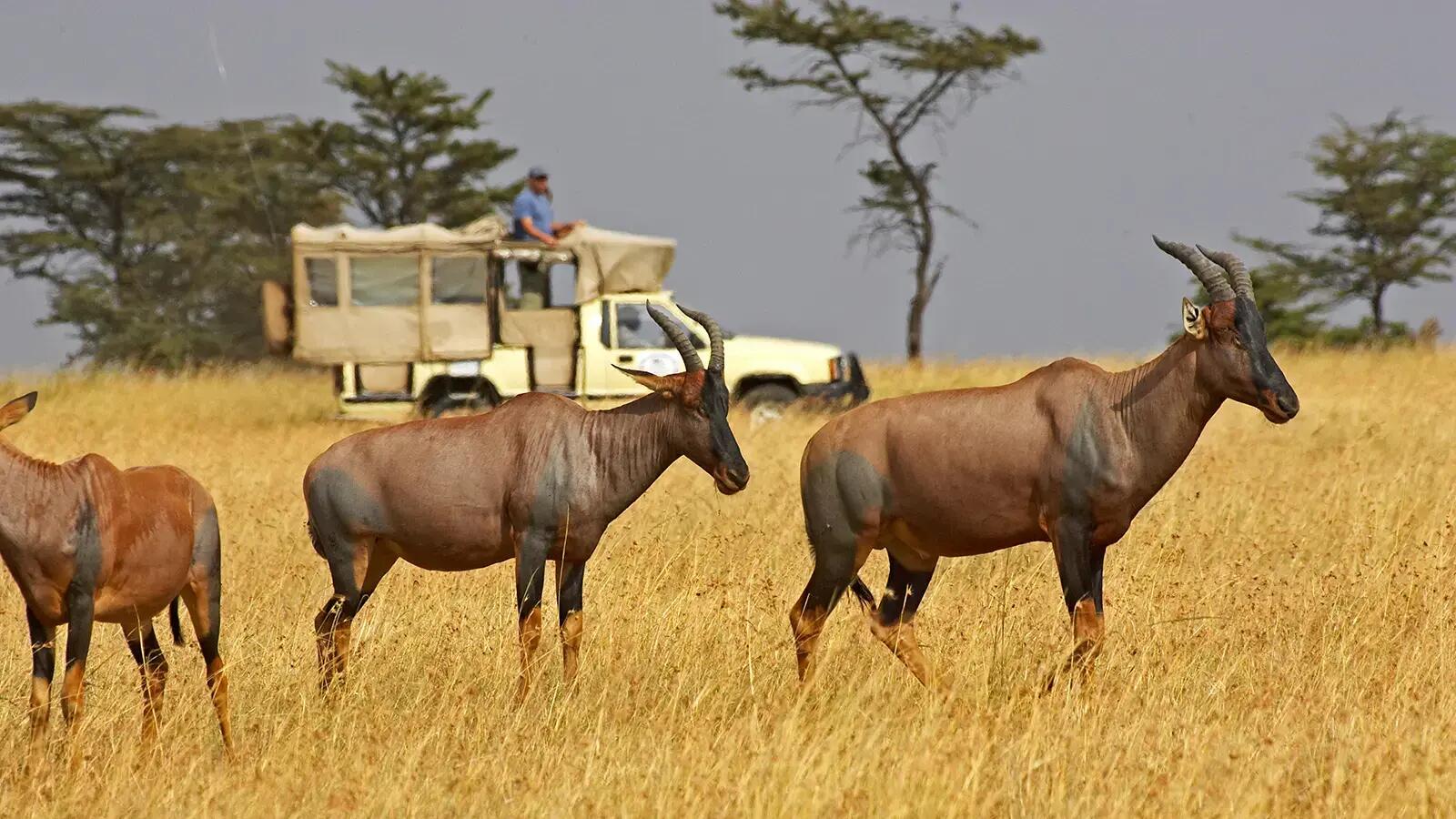 Jeep z mężczyzną obserwujacy zwierzęta na safarii