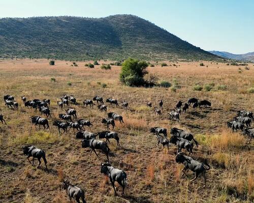 Safarii