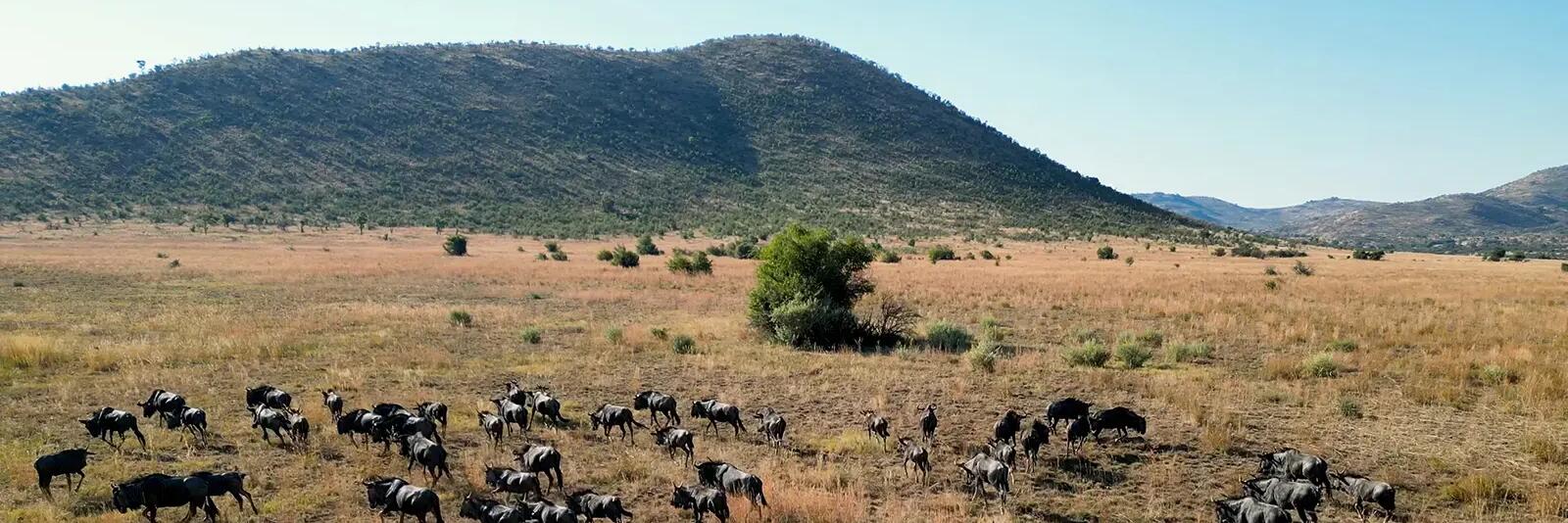 Safarii