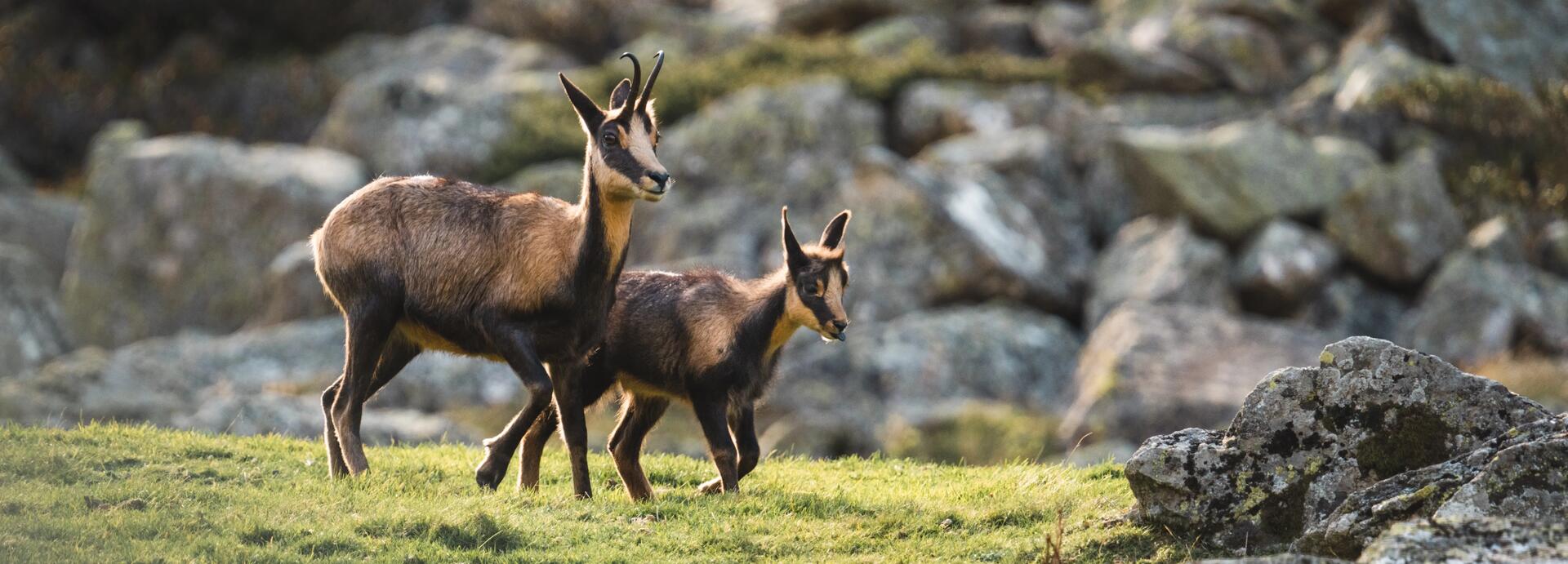Isards aperçus grâce à la digiscopie en pleine montagne