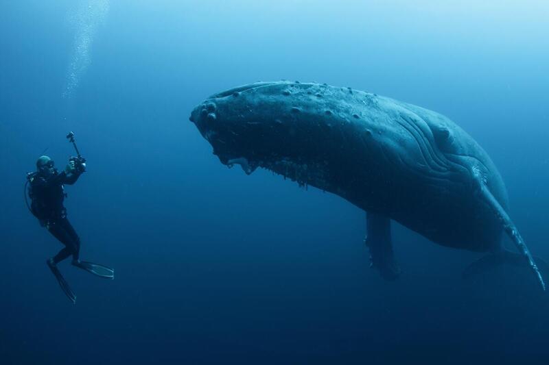 Nurkowanie z wielorybami – blisko gigantów oceanu