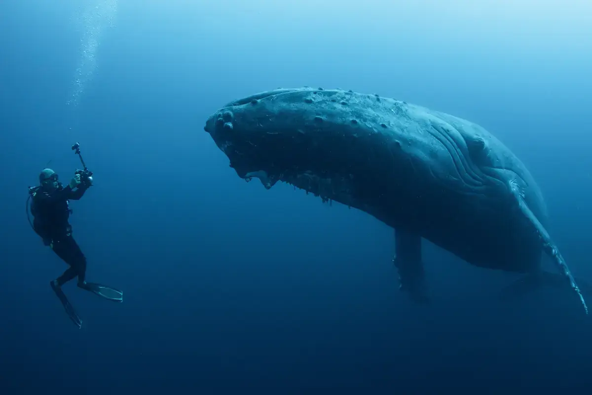 Nurkowanie z wielorybami – blisko gigantów oceanu