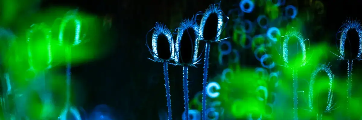 Bioluminesencja