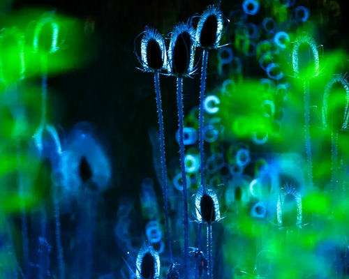 Bioluminesencja