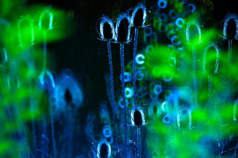 Bioluminescencja – dlaczego organizmy świecą w głębinie oceanu?