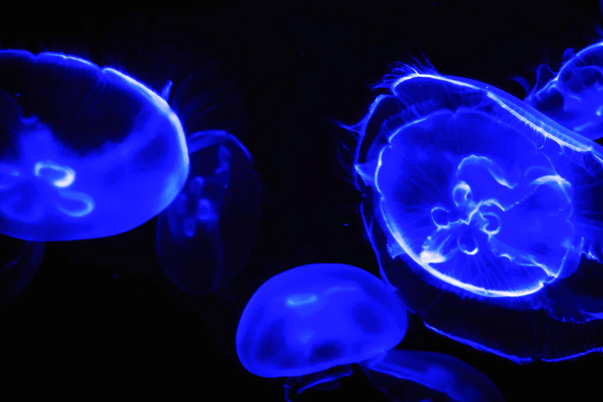 Meduzy w wodzie