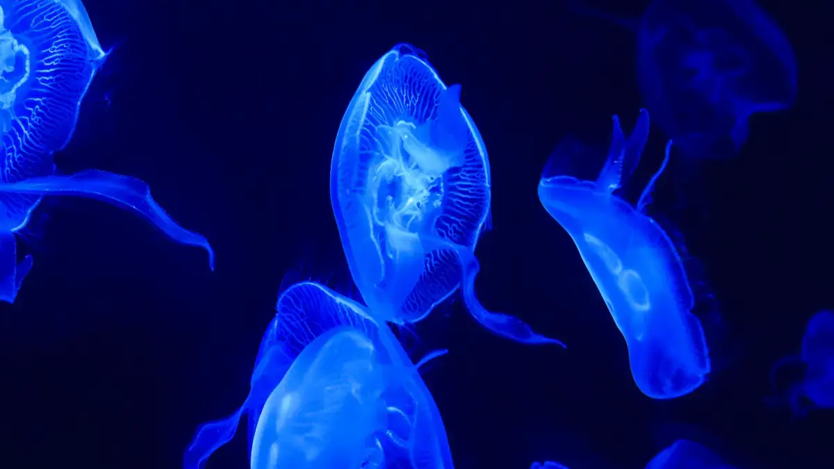 Meduzy w wodzie