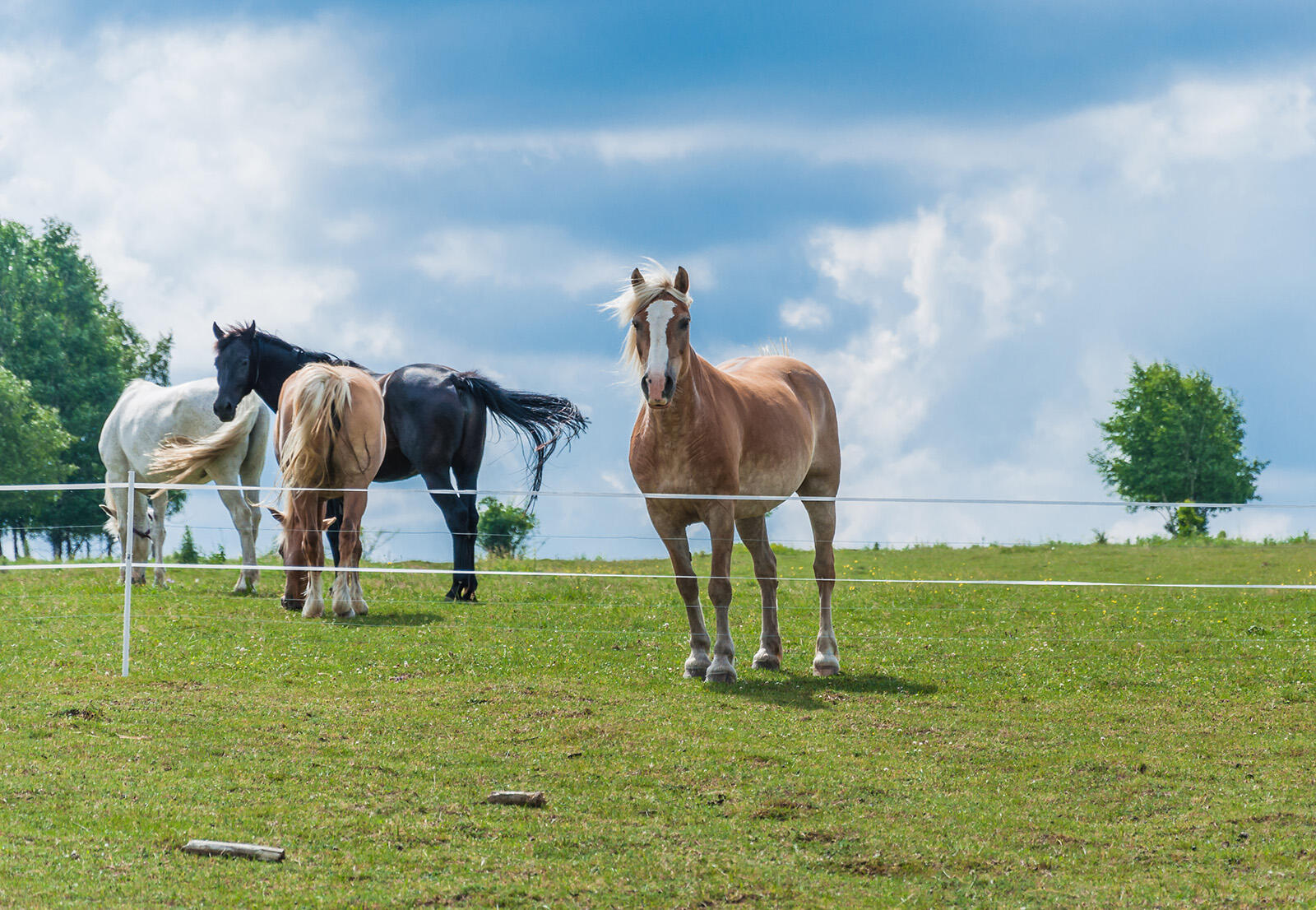 Konie stojące za pastuchem