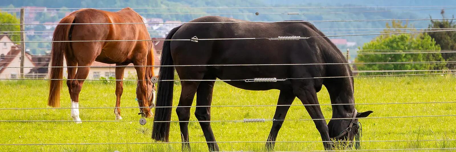 Konie jedzące trawę stojące za pastuchem